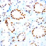 Nucleophosmin (NPM) Antibody in Immunohistochemistry (Paraffin) (IHC (P))