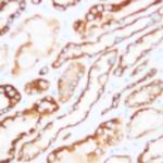 Phospho-Neuropilin-1 (Tyr297) Antibody in Immunohistochemistry (Paraffin) (IHC (P))