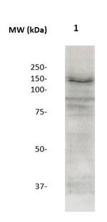 Neuropilin-1 Antibody in Western Blot (WB)