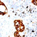 Phospho-Neuropilin-2 (Tyr39) Antibody in Immunohistochemistry (Paraffin) (IHC (P))