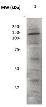 Neuropilin-2 Antibody in Western Blot (WB)