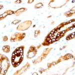 Neuropilin-2 Antibody in Immunohistochemistry (Paraffin) (IHC (P))