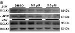 Phospho-DCLK1 (Ser30) Antibody in Western Blot (WB)