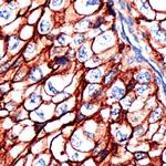 CD44 Antibody in Immunohistochemistry (Paraffin) (IHC (P))