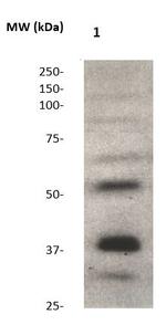 MyoD1 Antibody in Western Blot (WB)