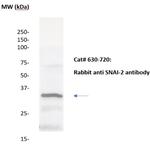 SNAI-2 Antibody in Western Blot (WB)