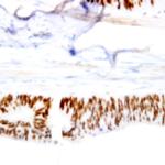 SNAI-3 Antibody in Immunohistochemistry (Paraffin) (IHC (P))
