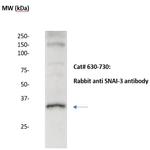 SNAI-3 Antibody in Western Blot (WB)