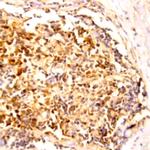 STAP1 Antibody in Immunohistochemistry (Paraffin) (IHC (P))