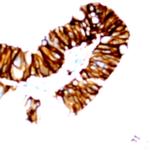 MARCH8 Antibody in Immunohistochemistry (Paraffin) (IHC (P))