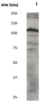 Phospho-AXL/UFO (Tyr812) Antibody in Western Blot (WB)