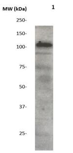 Phospho-AXL/UFO (Tyr770) Antibody in Western Blot (WB)