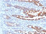 CEACAM1 (CEA Cell Adhesion Molecule 1) Antibody in Immunohistochemistry (Paraffin) (IHC (P))