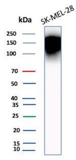 CEACAM1 (CEA Cell Adhesion Molecule 1) Antibody in Western Blot (WB)