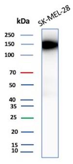 CEACAM1 (CEA Cell Adhesion Molecule 1) Antibody in Western Blot (WB)