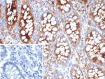 CEACAM1 (CEA Cell Adhesion Molecule 1) Antibody in Immunohistochemistry (Paraffin) (IHC (P))