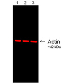 Mouse IgG (H+L) Secondary Antibody in Western Blot (WB)