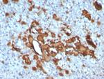 CCL23/Myeloid Progenitor Inhibitory Factor 1 Monoclonal Antibody (CCL23/4034)