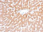 SDHB (Succinate Dehydrogenase B) (Pheochromocytoma Marker) Antibody in Immunohistochemistry (Paraffin) (IHC (P))