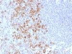 CD162 (Selectin P Ligand) Antibody in Immunohistochemistry (Paraffin) (IHC (P))