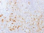 CD162 (Selectin P Ligand) Monoclonal Antibody (PSGL1, 1601)