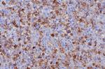 CD162 (Selectin P Ligand) Antibody in Immunohistochemistry (Paraffin) (IHC (P))