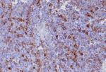 CD162 (Selectin P Ligand) Antibody in Immunohistochemistry (Paraffin) (IHC (P))