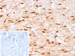 NECAB1/EF-hand calcium binding protein 1 Antibody in Immunohistochemistry (Paraffin) (IHC (P))