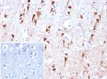 NECAB1/EF-hand calcium binding protein 1 Antibody in Immunohistochemistry (Paraffin) (IHC (P))