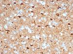 NECAB1/EF-hand calcium binding protein 1 Antibody in Immunohistochemistry (Paraffin) (IHC (P))
