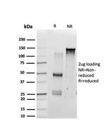 SCXA Monoclonal Antibody (PCRP-SCXA-1D2)