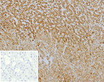 CXCR5 (Marker of T Follicular Helper (Tfh) Cells) Antibody in Immunohistochemistry (Paraffin) (IHC (P))