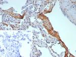 Pulmonary Surfactant-Associated Protein D (SFTPD) Recombinant Mouse Monoclonal Antibody (rSFTPD/8064)