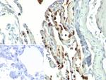 Pulmonary Surfactant-Associated Protein D (SFTPD) Antibody in Immunohistochemistry (Paraffin) (IHC (P))