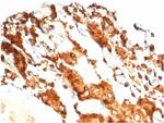 Pulmonary Surfactant-Associated Protein D (SFTPD) Recombinant Rabbit Monoclonal Antibody (SFTPD/7084R)