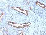 Pulmonary Surfactant-Associated Protein D (SFTPD) Recombinant Rabbit Monoclonal Antibody (SFTPD/7085R)