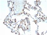 Pulmonary Surfactant-Associated Protein D (SFTPD) Recombinant Rabbit Monoclonal Antibody (SFTPD/7086R)