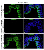 Rabbit IgG (H+L) Secondary Antibody in Neutralization (Neu)
