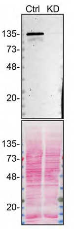 Rabbit IgG (H+L) Secondary Antibody in Western Blot (WB)
