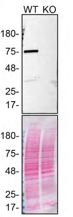 Rabbit IgG (H+L) Secondary Antibody in Western Blot (WB)