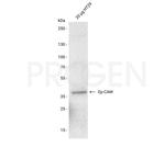 Ep-CAM Antibody in Western Blot (WB)
