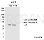 Cytokeratin 18 Antibody in Western Blot (WB)