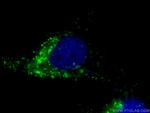 CD107b Antibody in Immunocytochemistry (ICC/IF)