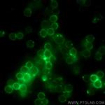 CD3 Epsilon Antibody in Immunocytochemistry (ICC/IF)