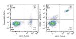CD20 Antibody in Flow Cytometry (Flow)