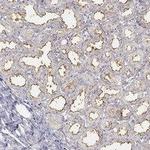 Butyrophilin Antibody in Immunohistochemistry (IHC)
