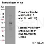 MLDP/PLIN5 Antibody in Western Blot (WB)