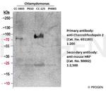 Channelrhodopsin 2/ChR2 Antibody in Western Blot (WB)