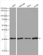 CDK1 Antibody in Western Blot (WB)