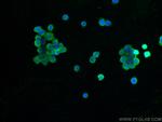 CD68 Antibody in Immunocytochemistry (ICC/IF)